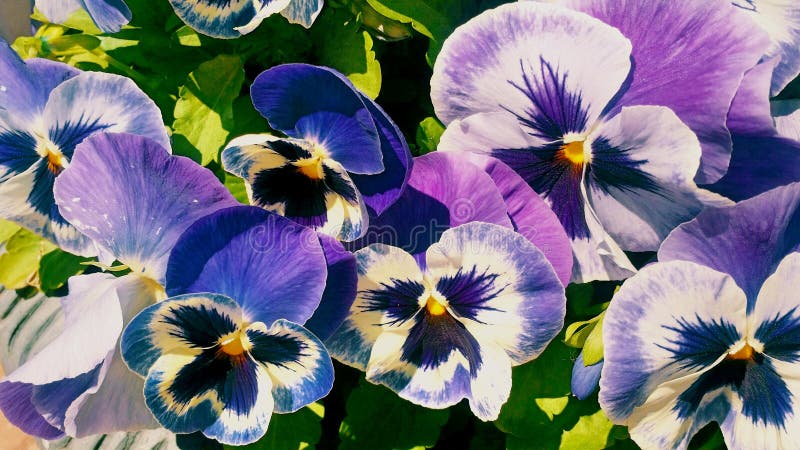 Ljus violett pansiesblommabakgrund royaltyfria bilder Ljus violett pansiesblommabakgrund royaltyfria bilder