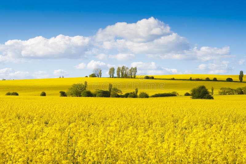 Ljus yellow för fältblommarapeseed royaltyfria foton