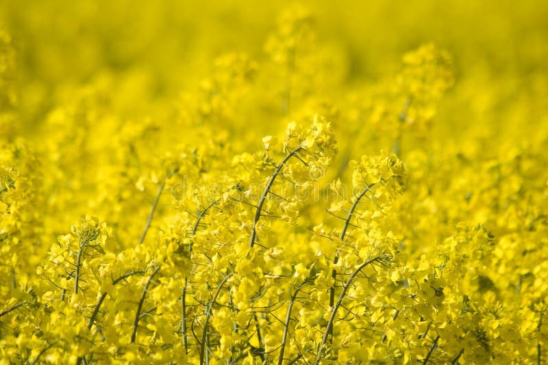 Ljus yellow för fältblommarapeseed royaltyfria foton