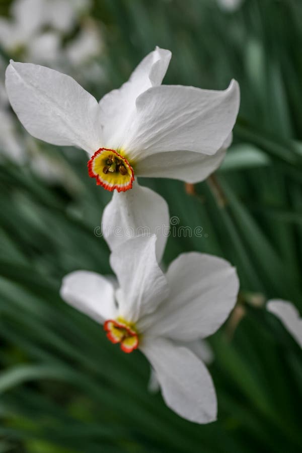 Ljusa blommande vita gula påskliljor fotografering för bildbyråer Ljusa blommande vita gula påskliljor fotografering för bildbyråer