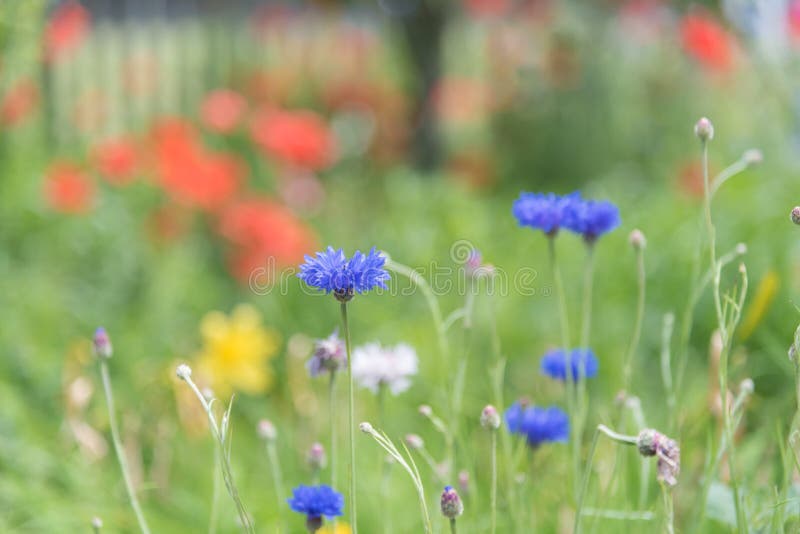 Ljusa blåa blåklinter som blommar i sommar, arbeta i trädgården med röda rosor i bakgrund royaltyfri foto Ljusa blåa blåklinter som blommar i sommar, arbeta i trädgården med röda rosor i bakgrund royaltyfri foto