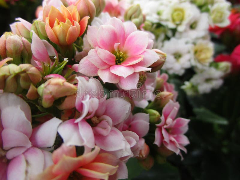 Ljusa färgrika vårKalanchoe blommor 2019 royaltyfri fotografi Ljusa färgrika vårKalanchoe blommor 2019 royaltyfri fotografi