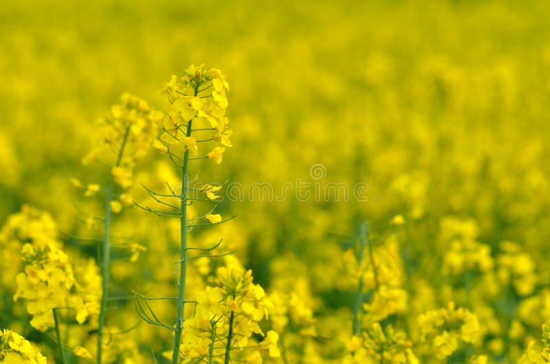 ljusa kontrast för rapeseedfjäder för fält gröna trees yellow royaltyfri fotografi ljusa kontrast för rapeseedfjäder för fält gröna trees yellow royaltyfri fotografi