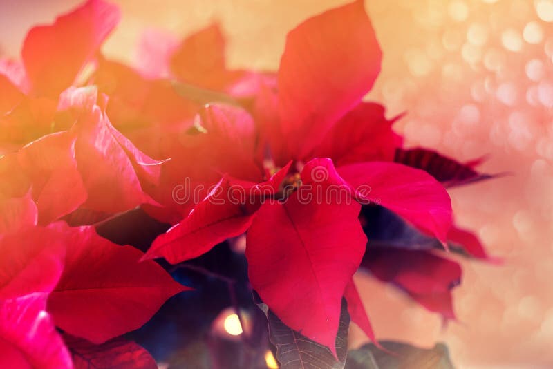 Ljusa poinsettia för julhelgen arkivbild Ljusa poinsettia för julhelgen arkivbild
