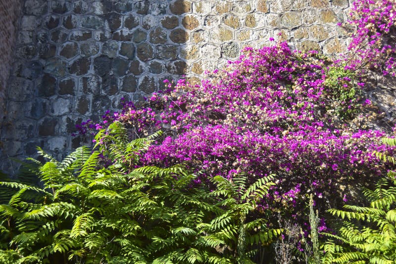 Ljusa rosa fuchsiablommor royaltyfria foton Ljusa rosa fuchsiablommor royaltyfria foton