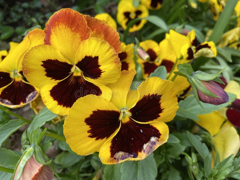 Ljusgult och bruna Pansy Flowers under våren arkivbild