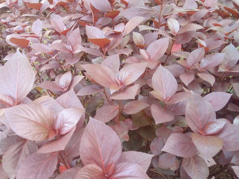 Light pink leaves bush 6 attractive and good, in this picture, leaves looks very nice and good. Light pink leaves bush 6 attractive and good, in this picture, leaves looks very nice and good