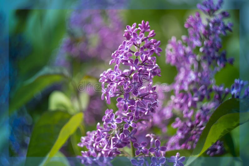 Ljust färgstark bildtrycksliknande lilak-blomma arkivfoton