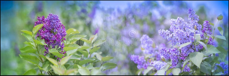 Ljust färgstark bildtrycksliknande lilak-blomma arkivbilder