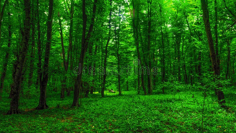 Ljust grön skog fotografering för bildbyråer