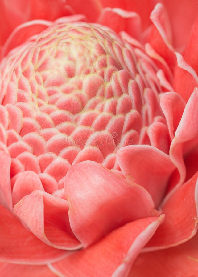 Ljust rödbrun blomma för closeuprosa färgfackla fotografering för bildbyråer