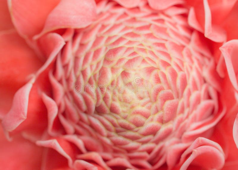 Ljust rödbrun blomma för closeuprosa färgfackla royaltyfria bilder
