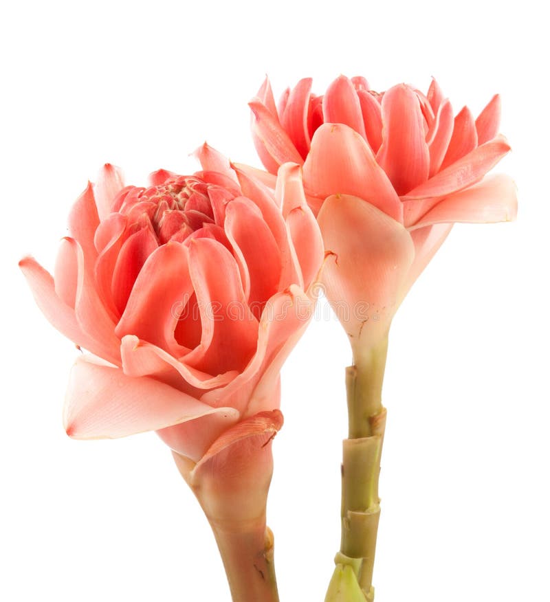 Ljust rödbrun blomma för closeuprosa färgfackla royaltyfri foto