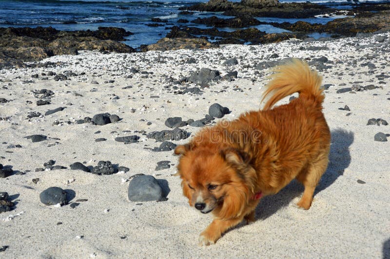 Ljust rödbrun hund på stranden arkivfoto Ljust rödbrun hund på stranden arkivfoto