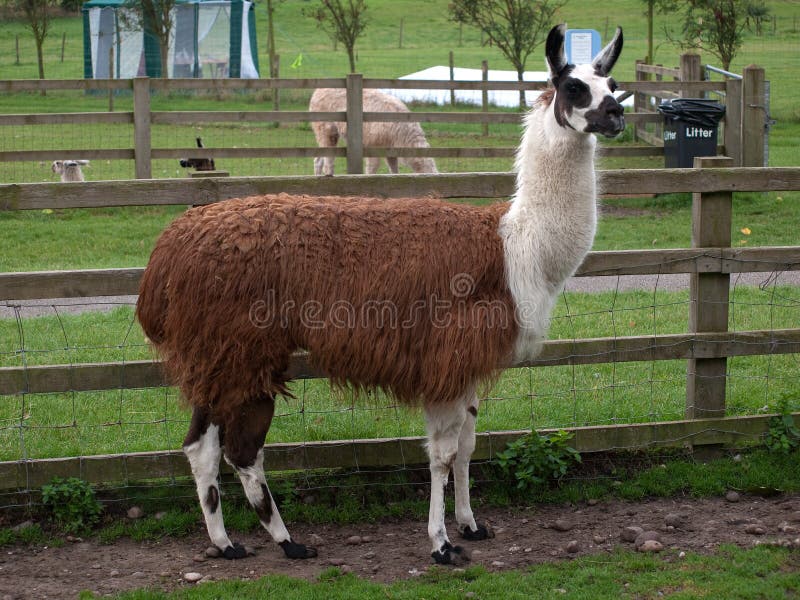 Llama