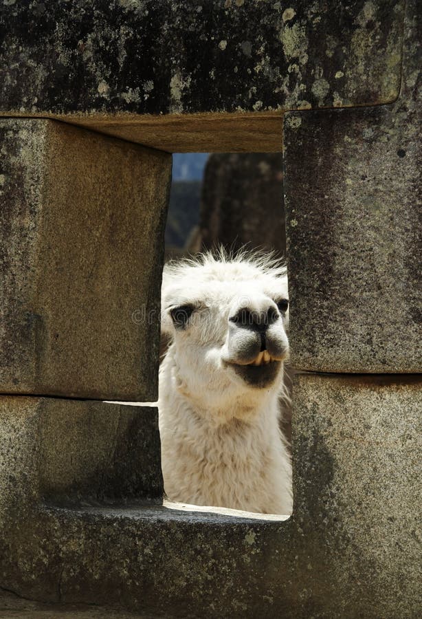 Llama