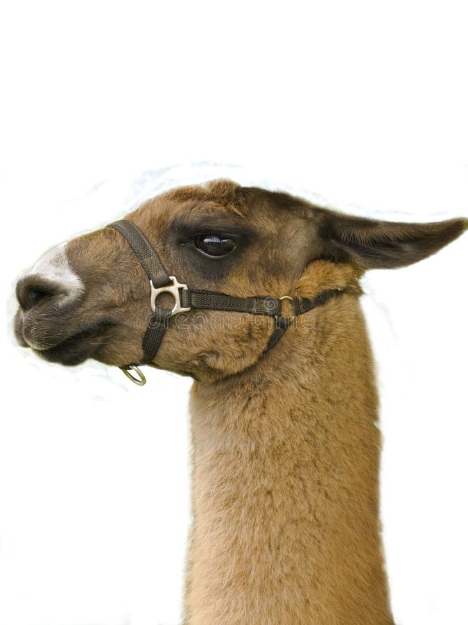 LLama