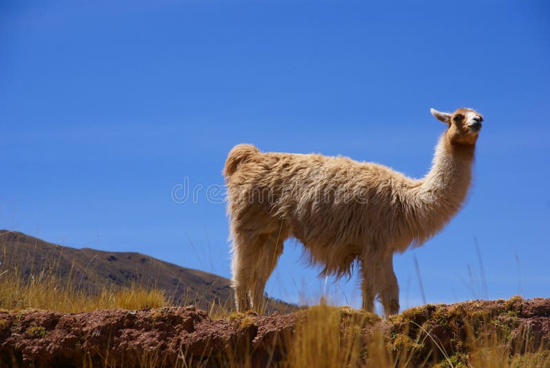 Llama with blue sky, grazing