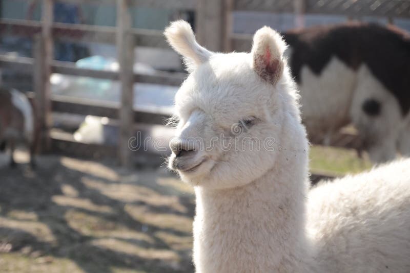 Llama Blanca Animal Del Bebé Fotos de stock Fotos libres de regalías