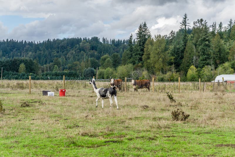 Llama on Farm stock image. Image of farm, outdoors, landscape 126728827