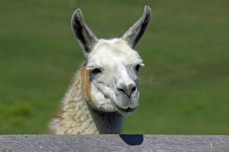 Llama stock photos