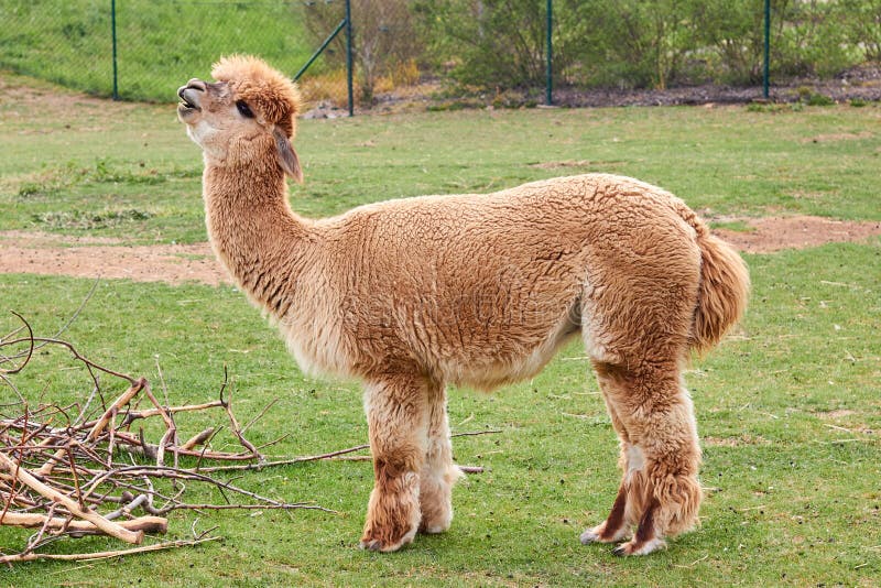 Llama or Lama or Alpaca is in the Field. Concept of Singing Song by Animal.  Animals in the Zoo. Stock Photo - Image of breed, eyes: 181542456