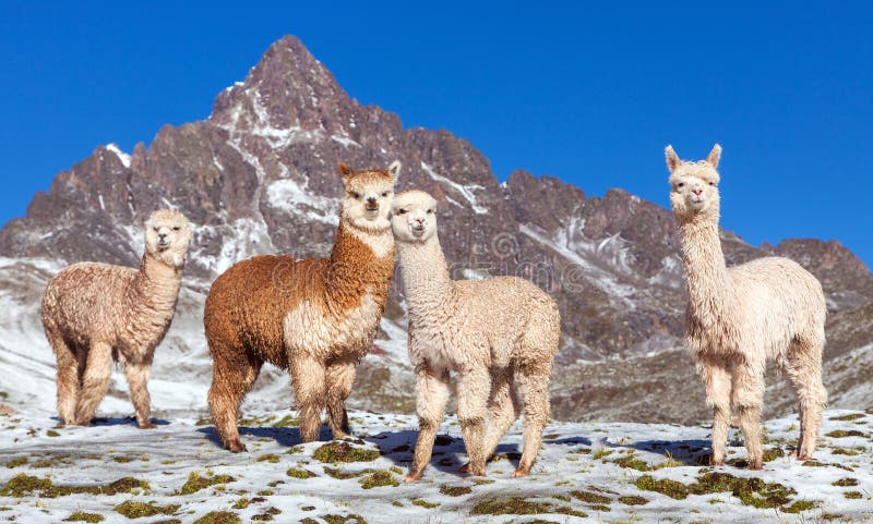 Llama or lama, Andes mountains