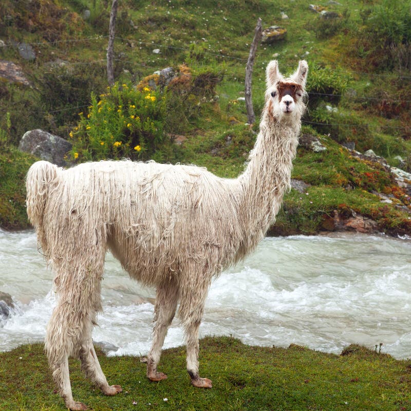 Llama or Lama, One Animal Portrait, Andes Mountains Stock Image - Image of green, farming: 169987617 Llama or Lama, One Animal Portrait, Andes Mountains Stock Image - Image of green, farming: 169987617