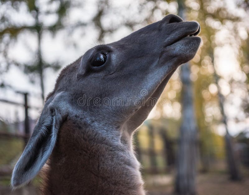 Llama a Los Animales Con Los Ojos Grandes, Hermosos Foto de archivo - Imagen de animales, nuevo: 201322292 Llama a Los Animales Con Los Ojos Grandes, Hermosos Foto de archivo - Imagen de animales, nuevo: 201322292