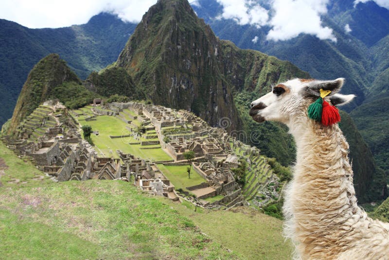 Llama at Lost City of Machu Picchu - Peru