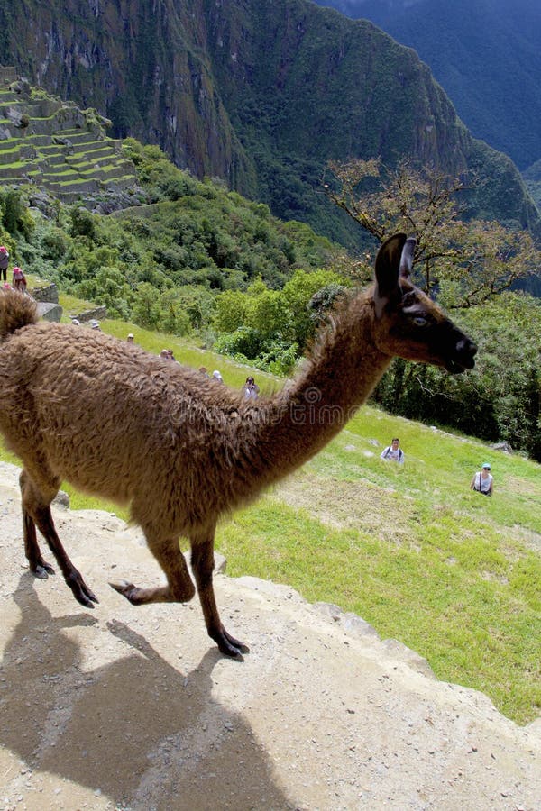 Llama Walking Down Stairs In Machu Picchu, Andes Mountains, Peru Stock ...