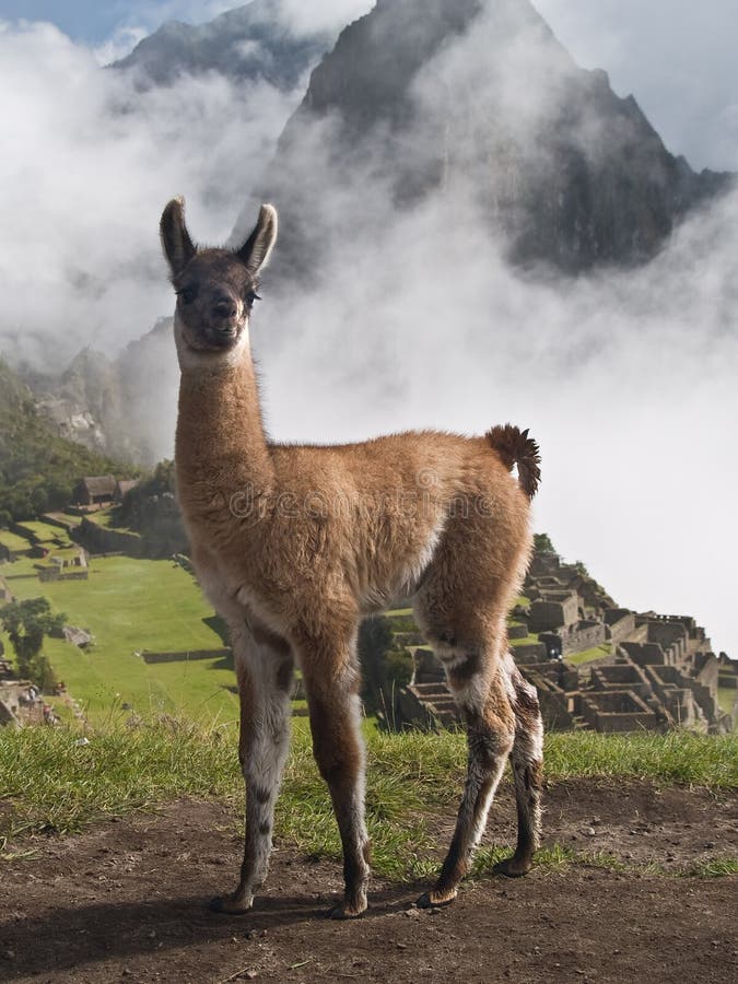 Llama At Machu Picchu (Peru) Stock Photos - Image: 3357383