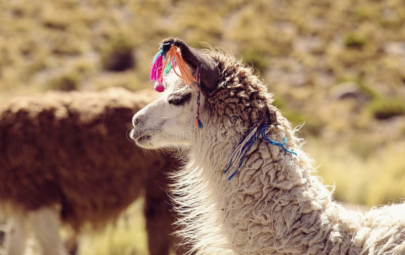 The Llama: National Animal of Bolivia Stock Image - Image of mammals, camelid: 112267311 The Llama: National Animal of Bolivia Stock Image - Image of mammals, camelid: 112267311