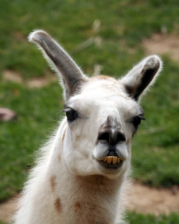 A Llama A South American Animal Stock Photo Image of 