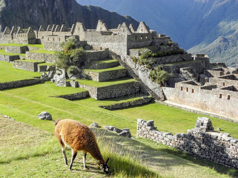 Llama που τρώει τη χλόη στο picchu machu στοκ εικόνες με δικαίωμα ελεύθερης χρήσης Llama που τρώει τη χλόη στο picchu machu στοκ εικόνες με δικαίωμα ελεύθερης χρήσης