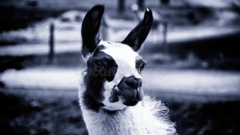 Llama στο ολυμπιακό αγρόκτημα παιχνιδιών στην Ουάσιγκτον 2 στοκ φωτογραφίες