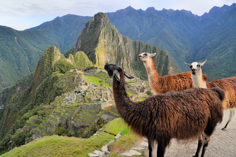 Llamas en Machu Picchu, ciudad perdida del inca en fotos de archivo Llamas en Machu Picchu, ciudad perdida del inca en fotos de archivo