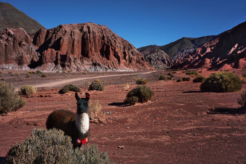 Llamas nel loro habitat naturale nella valle del dell'arcoiris san pedro de atacama fotografia stock libera da diritti
