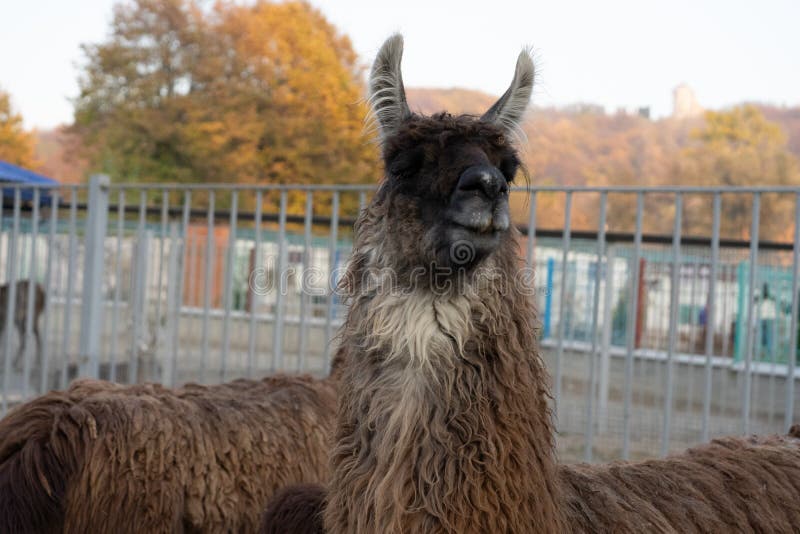Llamas nel loro zoo nello zoo Llamas nel loro zoo nello zoo