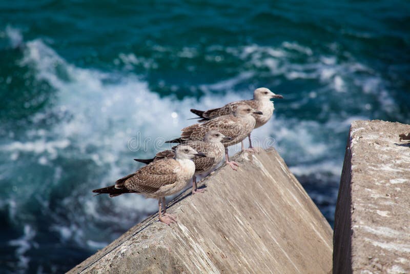llanes seagulls zdjęcia stock llanes seagulls zdjęcia stock