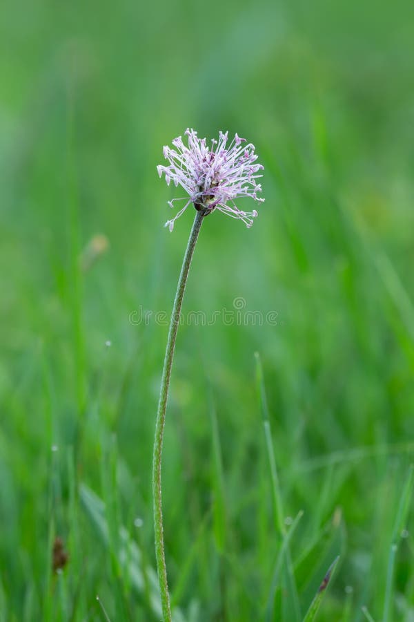 Llantén canoso, medio del Plantago que crece en prado fotografía de archivo libre de regalías Llantén canoso, medio del Plantago que crece en prado fotografía de archivo libre de regalías