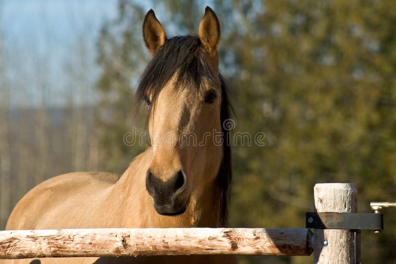 Rain my quarter horse gelding enjoying the sun after a rainy day. Rain my quarter horse gelding enjoying the sun after a rainy day.