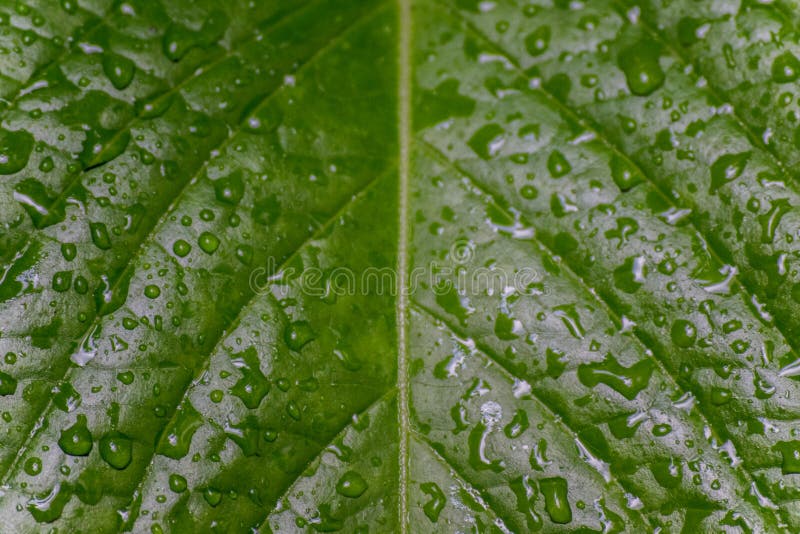 Lluvia Lluvia