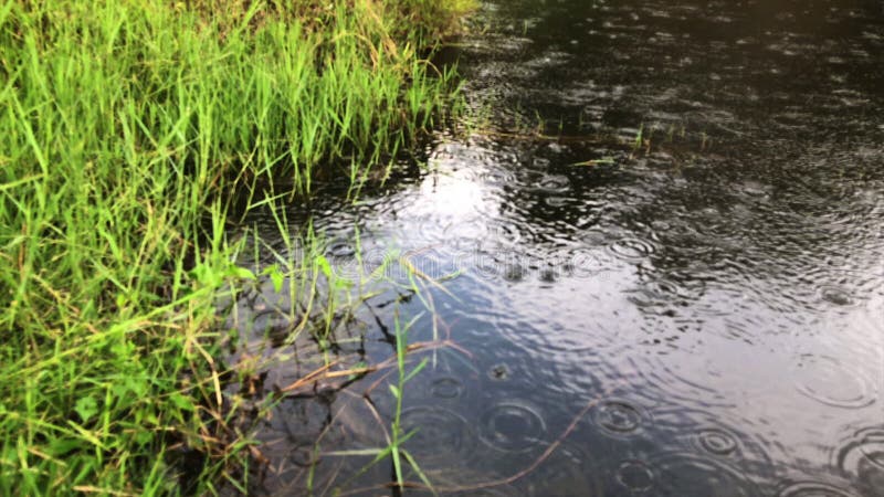 Lluvia que riega en orilla del lago Gotas de lluvia en superficie del agua almacen de video