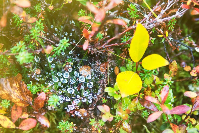 Lluvia y descensos del otoño en la web de araña imágenes de archivo libres de regalías Lluvia y descensos del otoño en la web de araña imágenes de archivo libres de regalías
