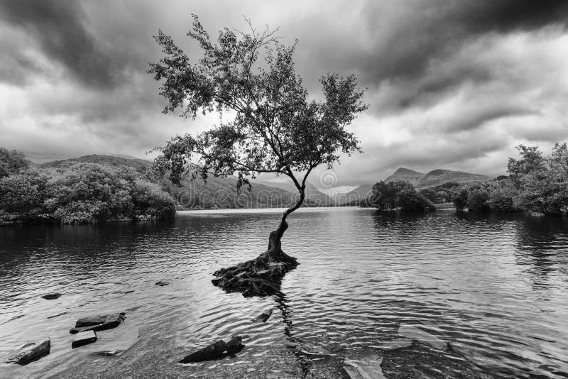 The Lone Tree - Llanberis North Wales UK Stock Image - Image of mount ...