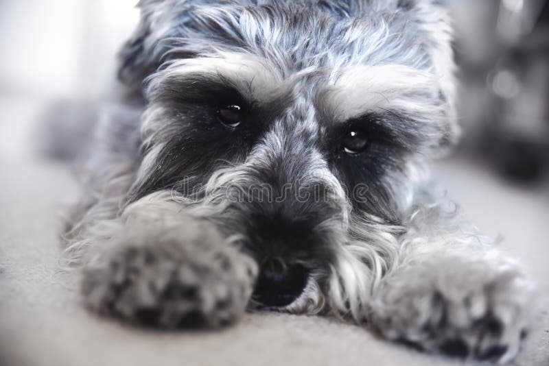 Lo schnauzer miniatura del cucciolo si trova sul pavimento fotografia stock Lo schnauzer miniatura del cucciolo si trova sul pavimento fotografia stock