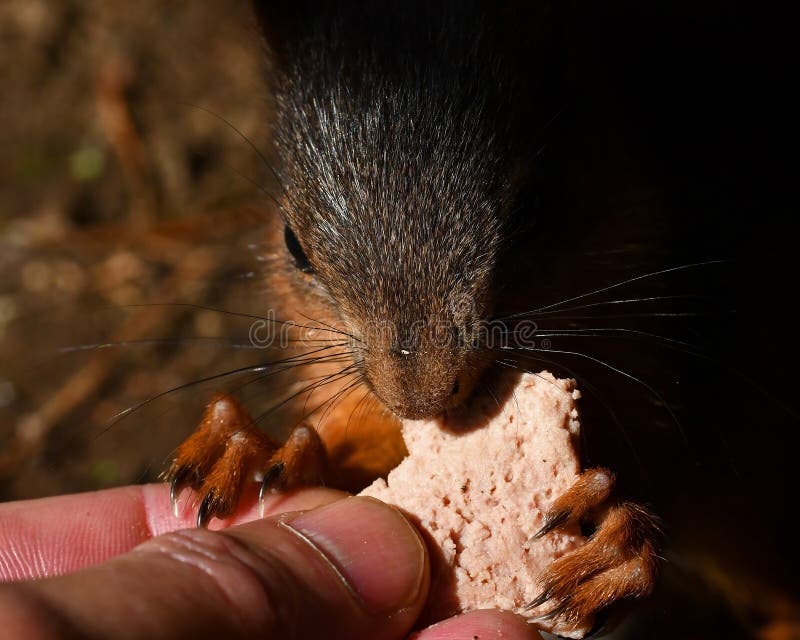 Lo scoiattolo, bambino vulgaris dello Sciurus ottiene nutrito a mano immagini stock libere da diritti Lo scoiattolo, bambino vulgaris dello Sciurus ottiene nutrito a mano immagini stock libere da diritti