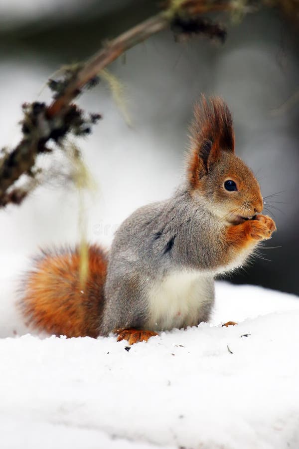 Lo scoiattolo rosso o lo Sciurus rosso euroasiatico dello sguirrel vulgaris si siede immagini stock Lo scoiattolo rosso o lo Sciurus rosso euroasiatico dello sguirrel vulgaris si siede immagini stock