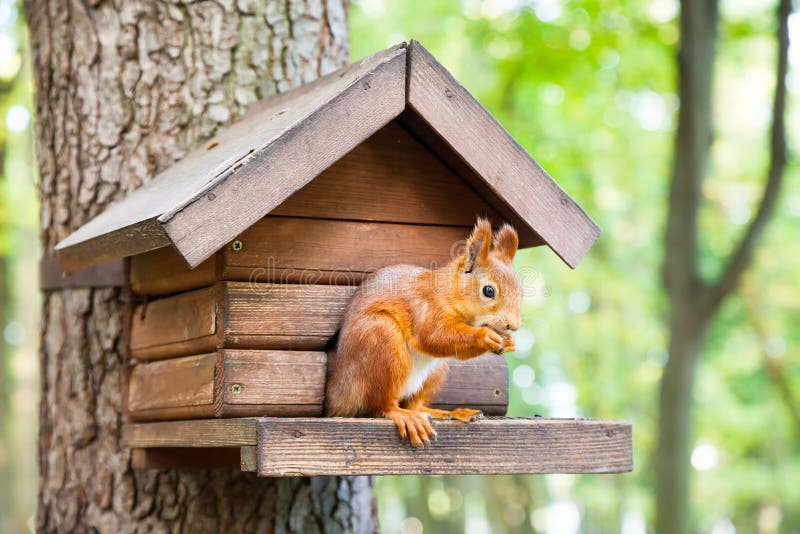 Lo scoiattolo selvaggio mangia nella sua casa fotografia stock libera da diritti Lo scoiattolo selvaggio mangia nella sua casa fotografia stock libera da diritti